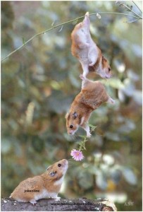 Squirrels and flower