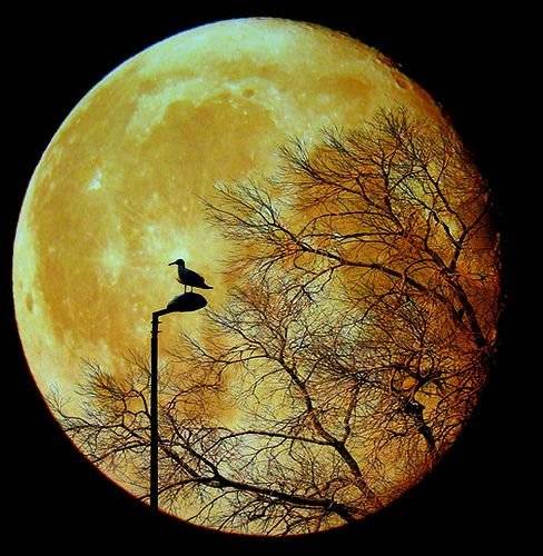 treewebinmoon